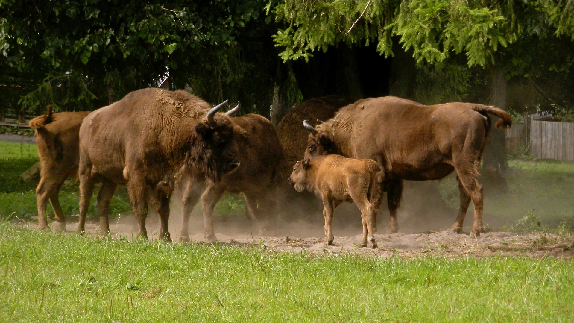 Bialowieza – Heimat der Wisente - Aus der fünfteiligen ARTE Fernsehserie "Europas Urwälder"